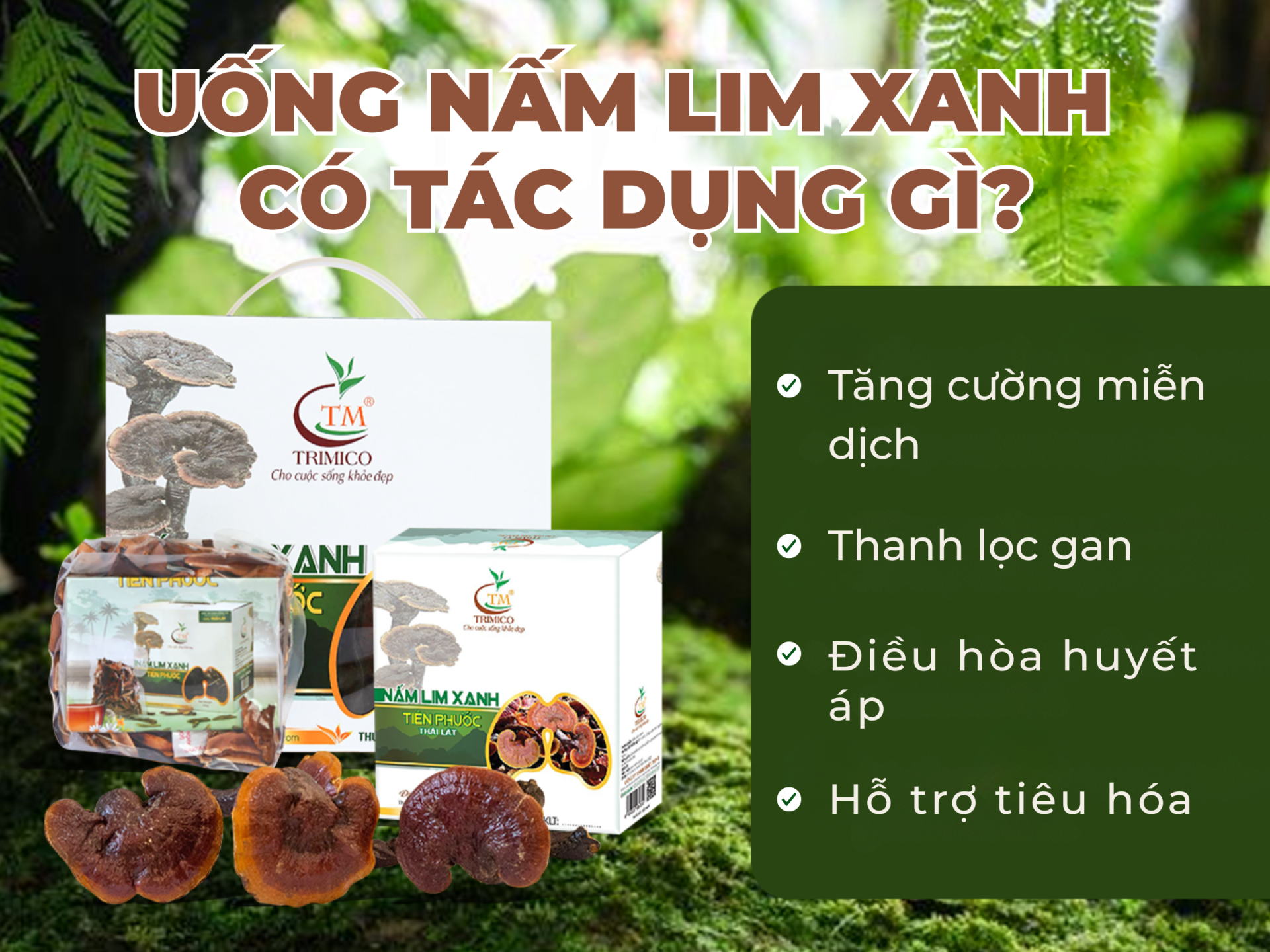 nấm lim xanh loại to